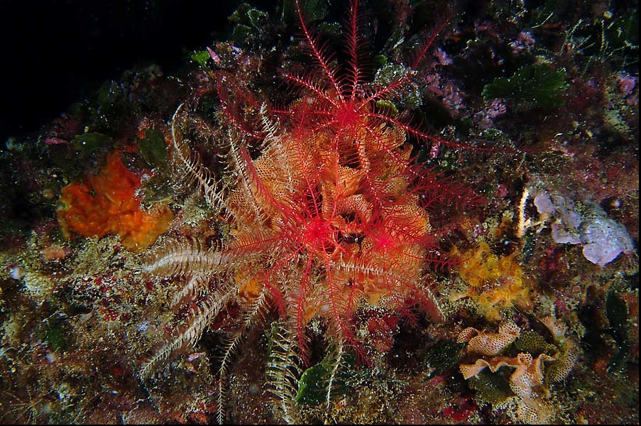 Antedon mediterranea
